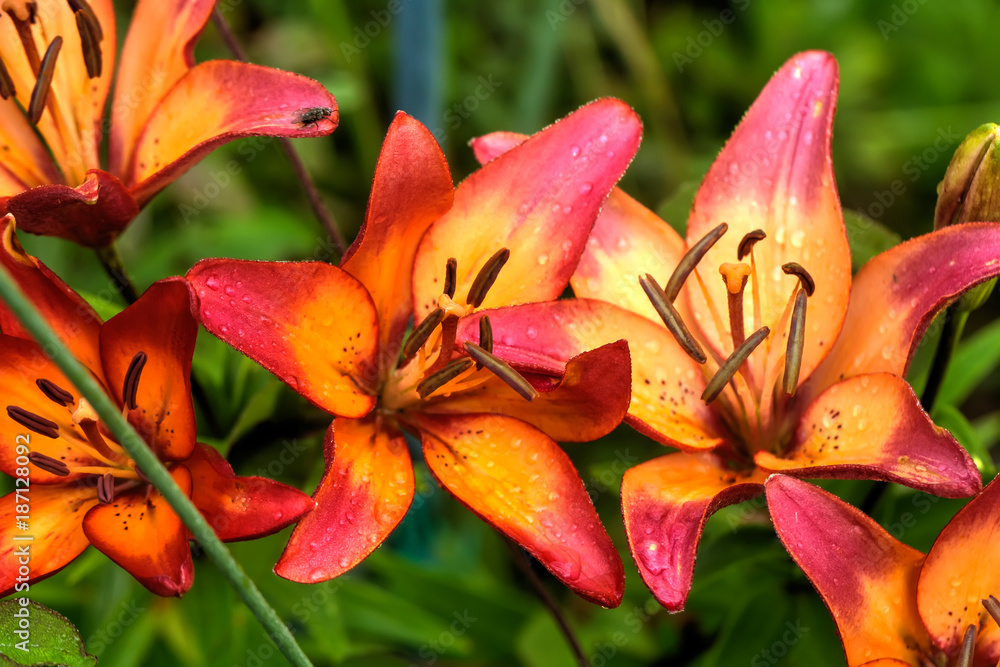 The flower of a decorative lily growing in a summer garden. The flower of a decorative lily growing in a summer garden.