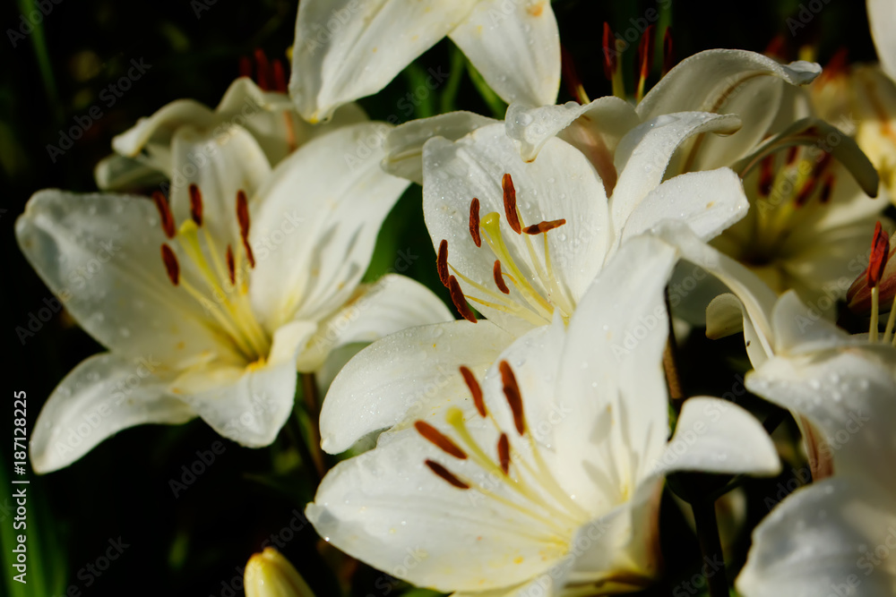 The flower of a white lily growing in a summer garden.