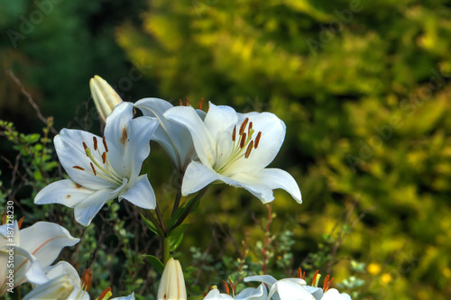 The flower of a white lily growing in a summer garden.