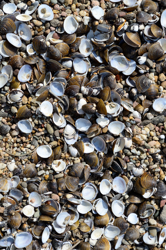 Flussmuscheln, h. Flussmuscheln, h.