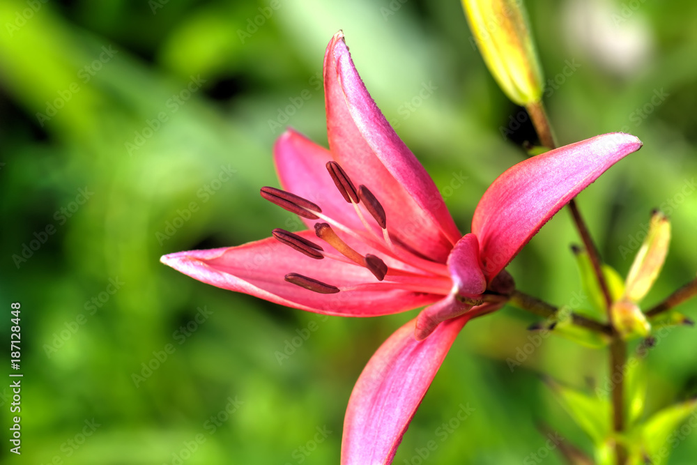 The flower of a red lily growing in a summer garden.