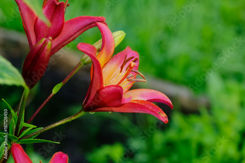 The flower of a red lily growing in a summer garden.