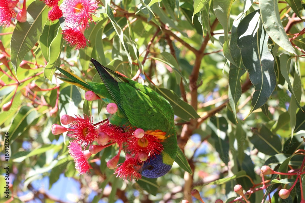 Allfarblori likes red flowers of eucalyptus tree in Royal Botanic Gardens Sydney, Australia Allfarblori likes red flowers of eucalyptus tree in Royal Botanic Gardens Sydney, Australia