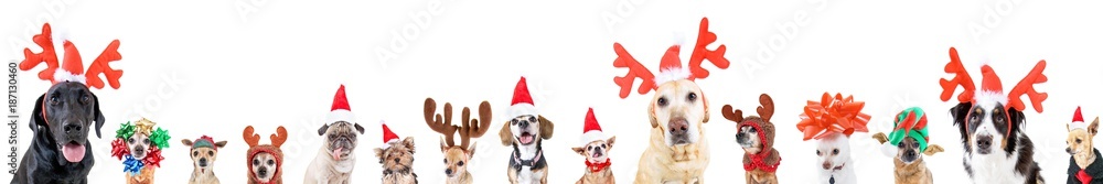 Fototapeta grupa różnych ras psów z różnymi świątecznymi czapkami lub kostiumami na odosobnionym białym tle