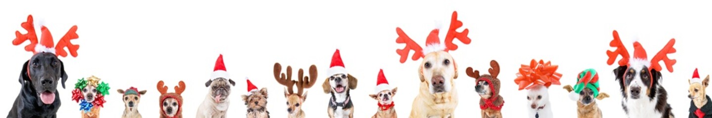 group of various dog breeds with different christmas hats or costumes on an isolated white background
