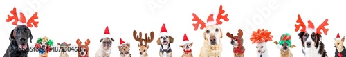 Fototapeta grupa różnych ras psów z różnymi świątecznymi czapkami lub kostiumami na odosobnionym białym tle