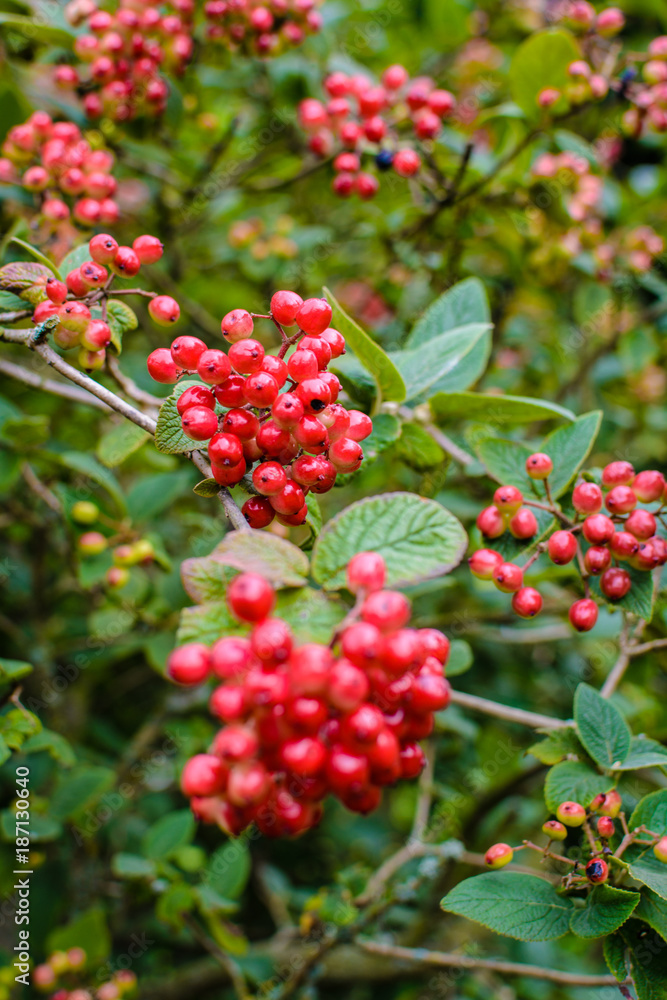 Rote Beeren am Strauch