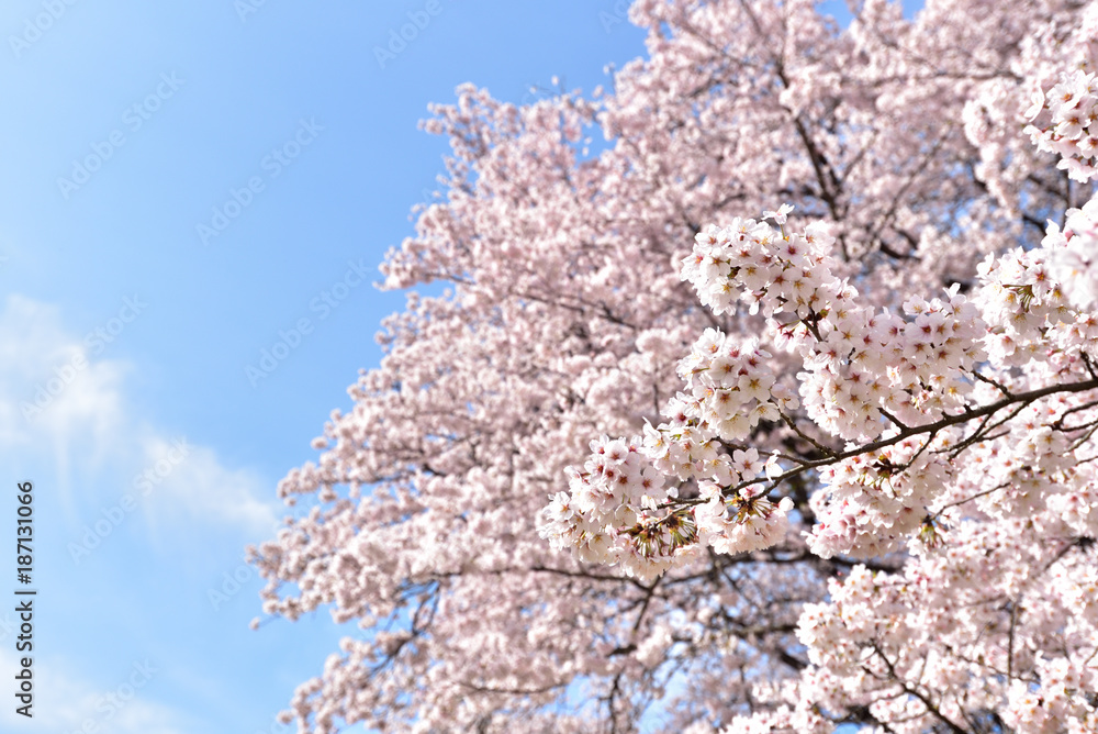 Cherry blossom in spring