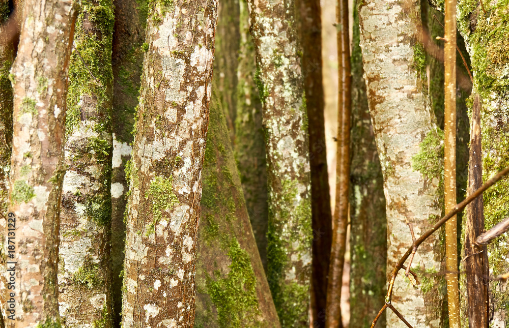 Obraz premium Close Trees in a forest