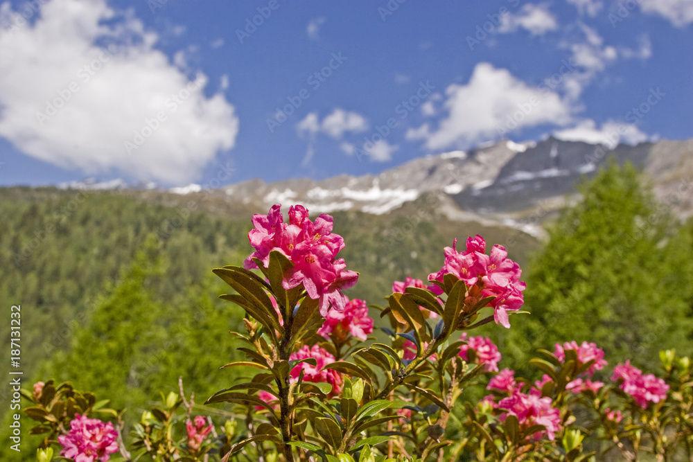Alpenrosenblüte im Gebirge Alpenrosenblüte im Gebirge