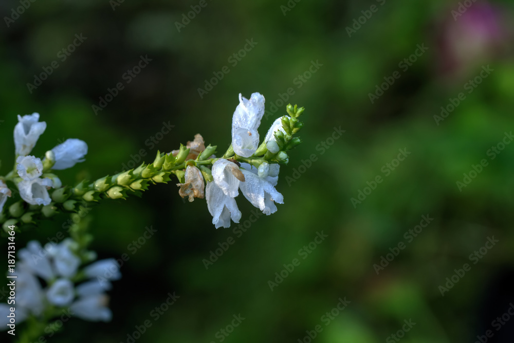 A flower of a Physostegia growing in a summer garden.