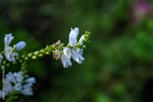 Obraz na płótnie A flower of a Physostegia growing in a summer garden. w salonie