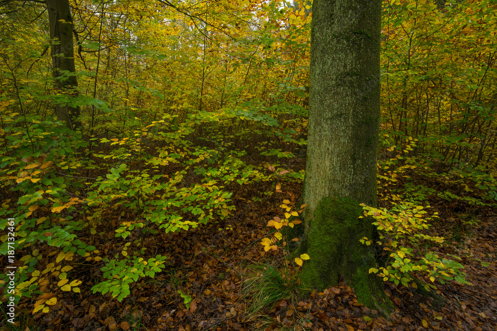 Herbstlicher Wald Herbstlicher Wald