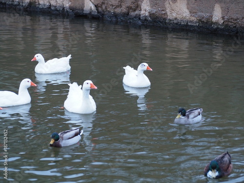 Patos photo