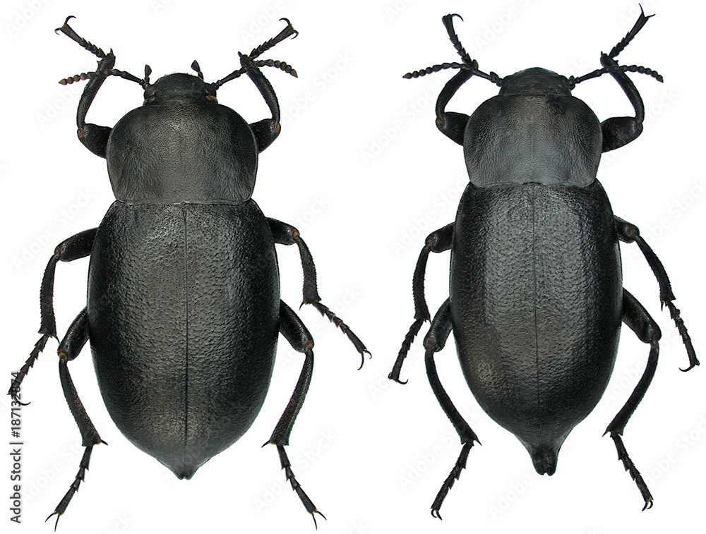 Blaps lethifera is a species of beetle in the family Tenebrionidae, the ...