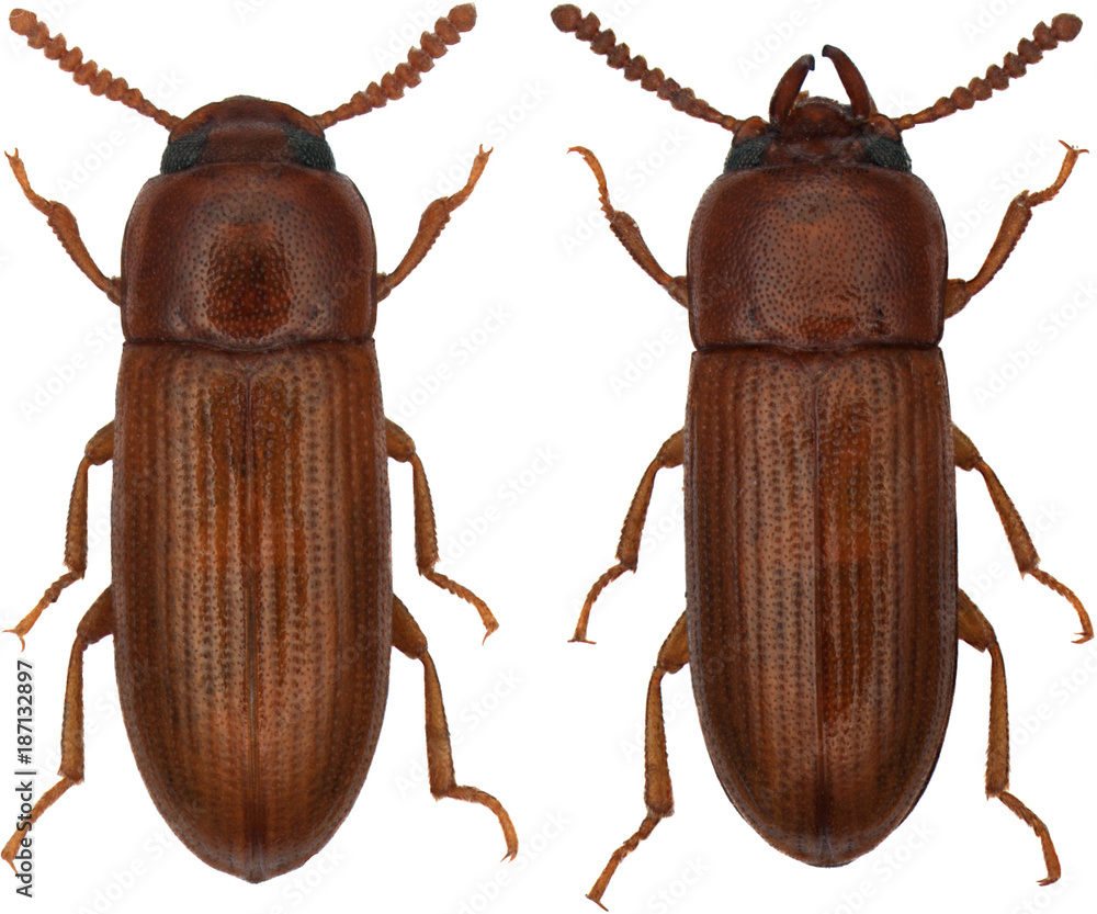 Gnathocerus maxillosus is a species of beetle in the family