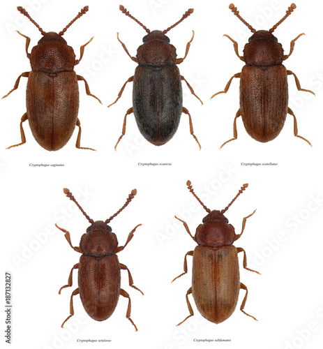 Cryptophagus saginatus, scanicus, scutellatus, setulosus and subfumatus are beetles of the family Cryptophagidae, commonly called silken fungus beetles. Isolated on a white background. photo