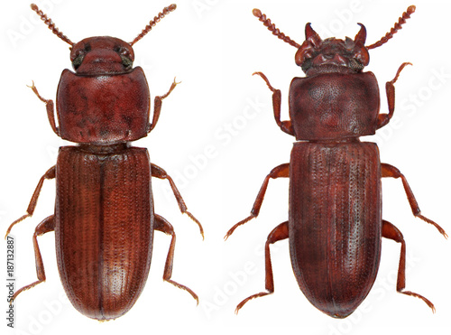Gnathocerus cornutus is a species of beetle in the family Tenebrionidae, the darkling beetles. Isolated on a white background. In left female, right male