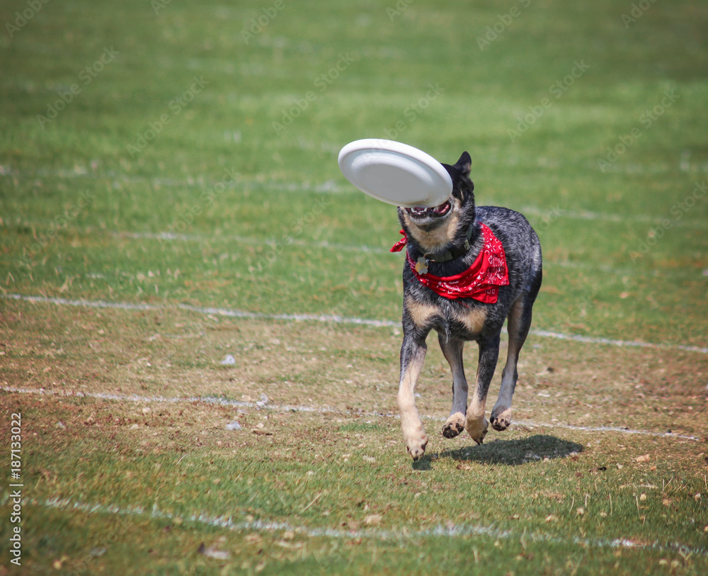 a dog playing fetch in a local public park