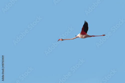 A wild Greater Flamingo, Phoenicopterus roseus, in flight against clear, blue sky. Cutout against blue background.