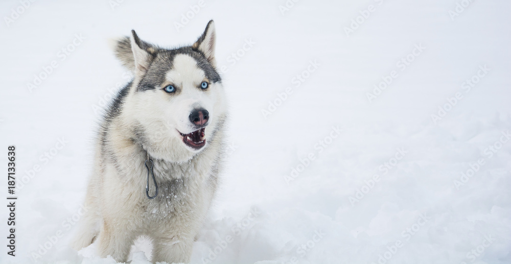 A dog of husky breed runs through the snow