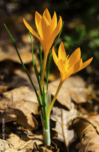 Beautiful yellow crocus closeup