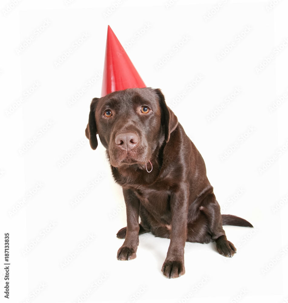 Fototapeta premium party lab