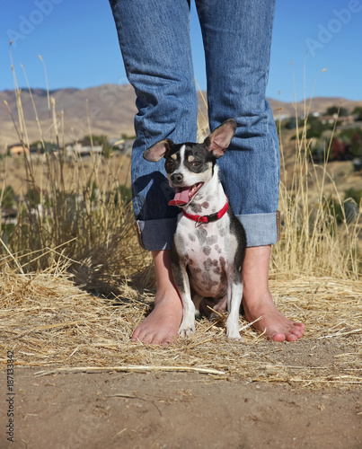 cute chihuahua rat terrier mix sitting with his barefoot owner on a dirt path above a city on a hot summer day photo