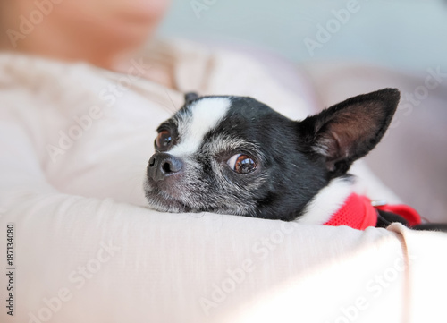 cute chihuahua being held in her owner's arms while looking at the camera