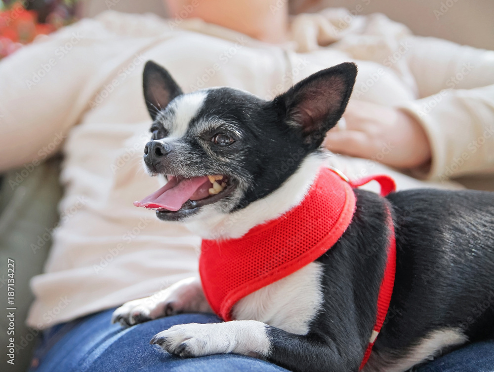 cute chihuahua being held in her owner's arms while looking away from the camera and panting cute chihuahua being held in her owner's arms while looking away from the camera and panting