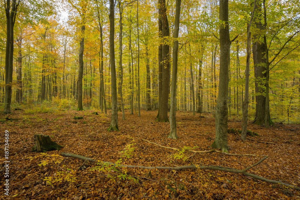 Obraz premium Herbstlicher Wald