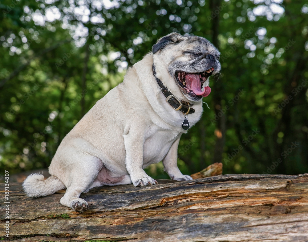 an adorable pug sitting in a park with aviator goggles on toned with a vintage retro instagram filter an adorable pug sitting in a park with aviator goggles on toned with a vintage retro instagram filter