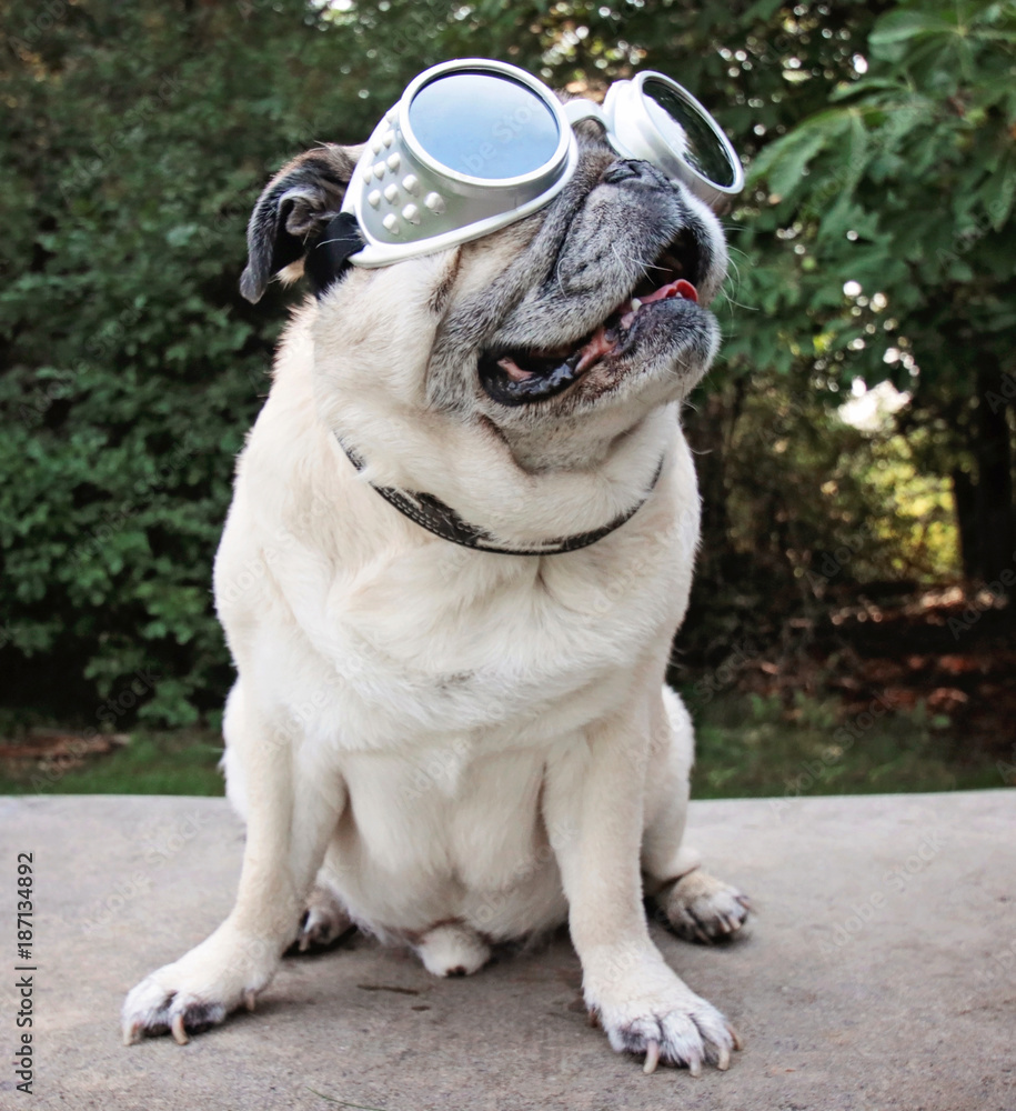 an adorable pug sitting in a park with aviator goggles on toned with a vintage retro instagram filter