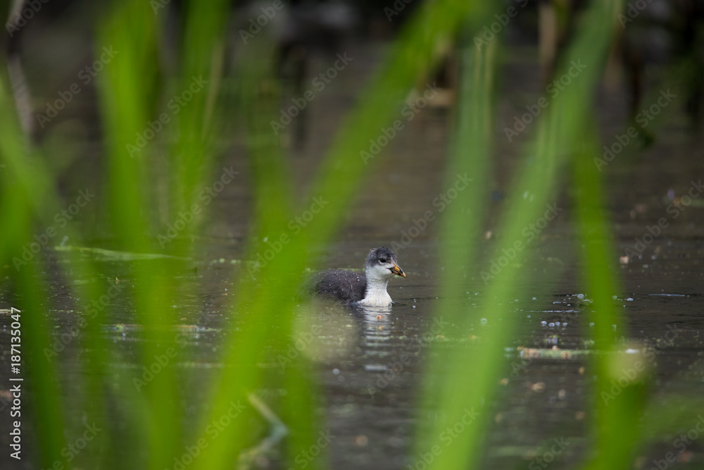 Obraz premium Blesshuhn Junge