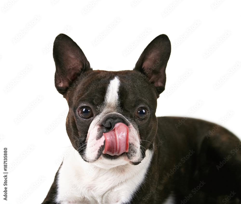a boston terrier on an white background background licking his nose with a big pink tongue