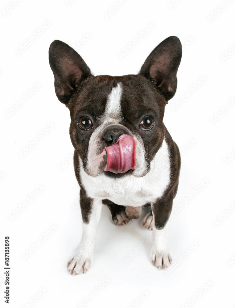 cute boston terrier puppy isolated on white with his tongue out licking his nose