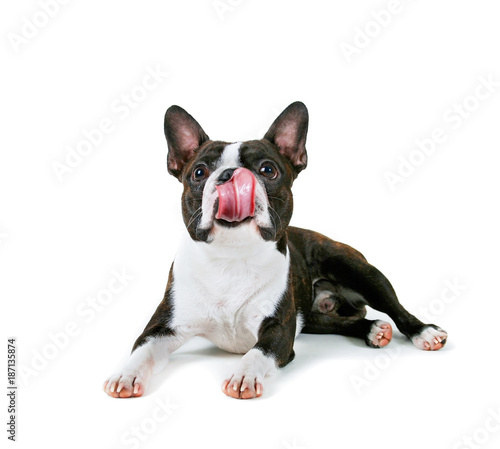 a boston terrier on an white background background licking his nose with a big pink tongue photo