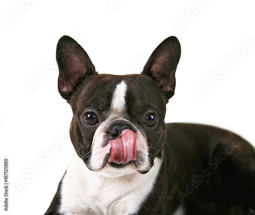 a boston terrier on an white background background licking his nose with a big pink tongue © annette shaff