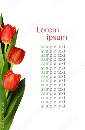 Red tulip flowers border