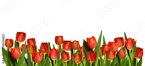 Fototapeta Naklejka Na Ścianę i Meble -  Red tulip flowers in decorative border