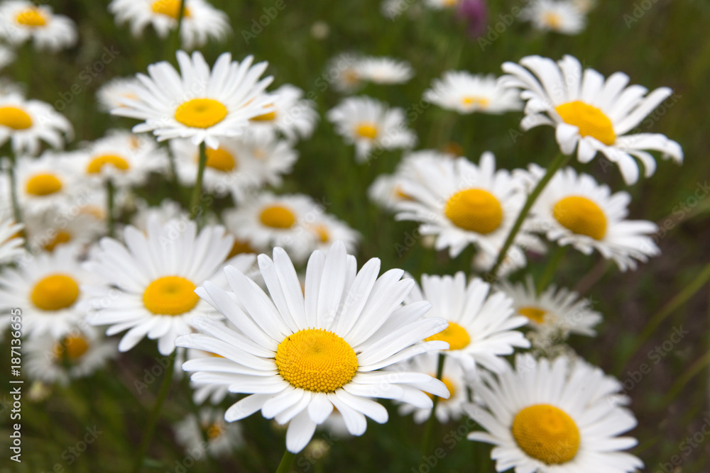 Lot of beautiful wild field chamomile flowers with white petals on meadow in summer day Lot of beautiful wild field chamomile flowers with white petals on meadow in summer day