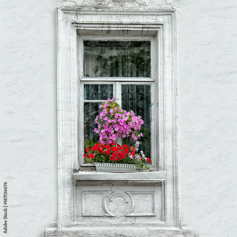 Old window with flowers on a white wall background