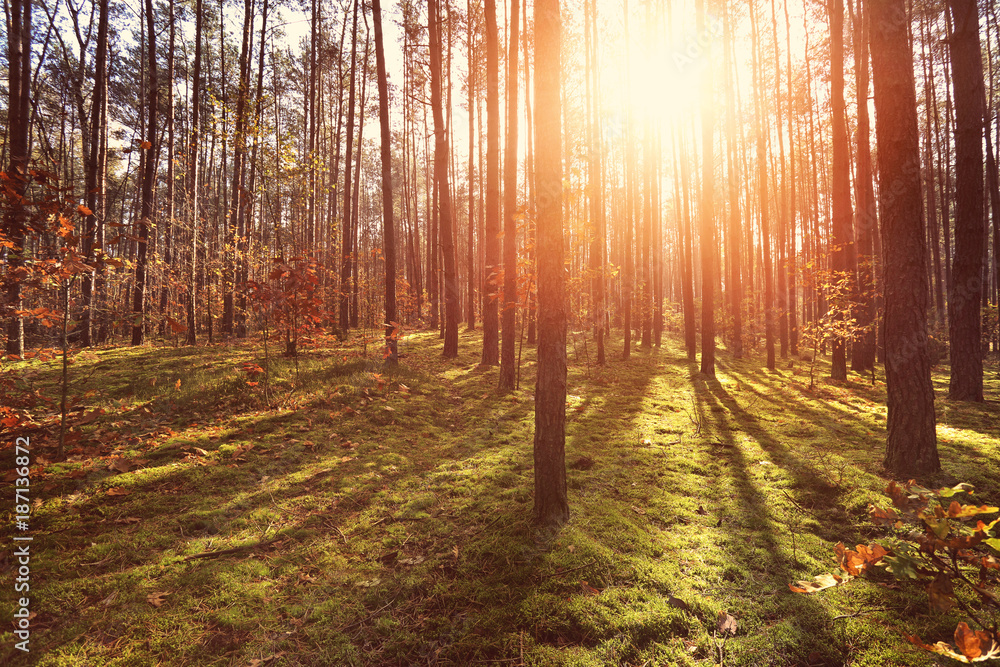 Naklejka premium sunny forest background