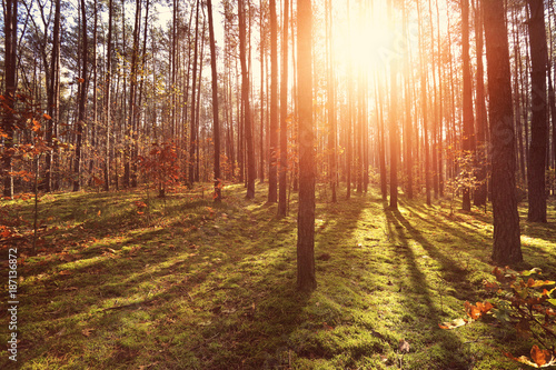 sunny forest background