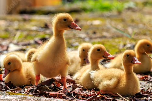 Born to be a leader among baby ducks