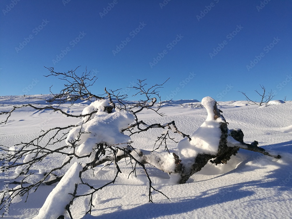 Fototapeta premium Winter