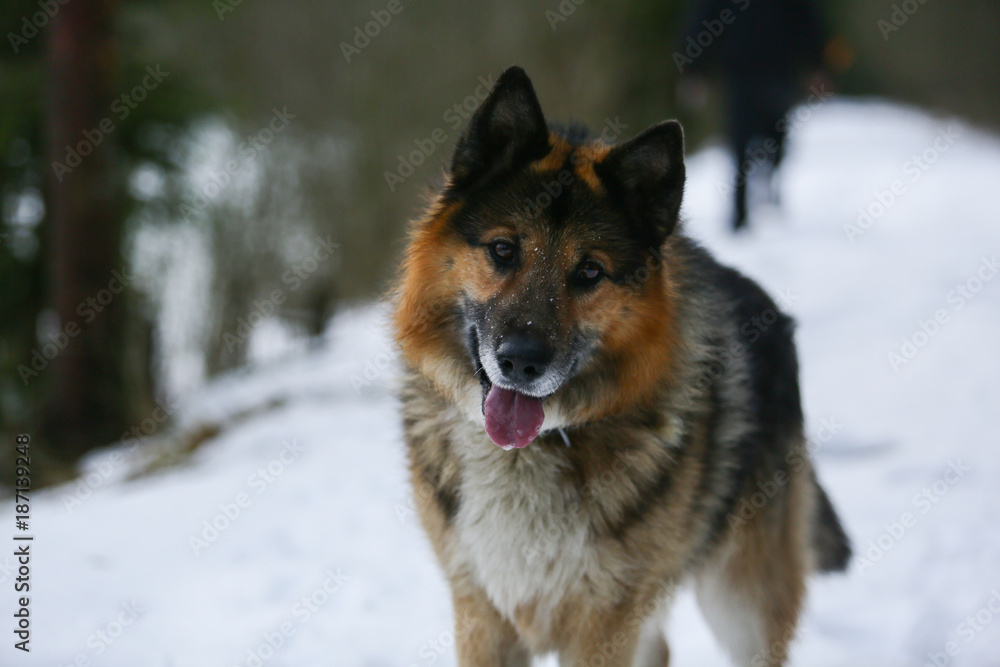 German Shepherd walks in winter in the forest German Shepherd walks in winter in the forest