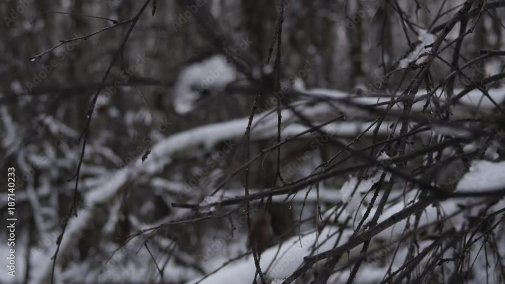Branches Covered With Snow In Winter Forest Branches Covered With Snow In Winter Forest