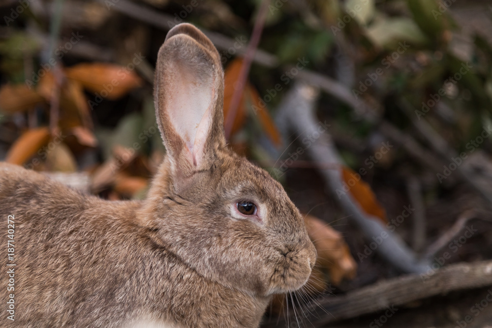 Fototapeta premium Brown rabit lies on the ground