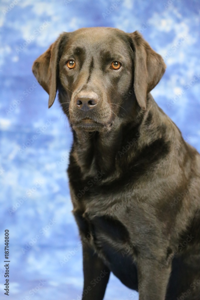 Labrador im Studio